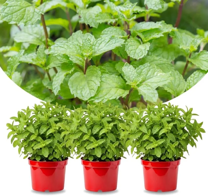 Peppermint Live Plants - 3-Pack Fast Growing Culinary Herb Mint for Indoor Outdoor Gardening, Cold Hardy, 4-7 inches - Image 1