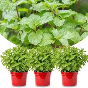 Peppermint Live Plants - Set of 3 - Fragrant Culinary Herb for Indoor/Outdoor Garden - Cold Hardy - Image 1