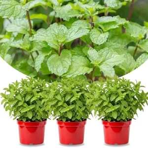 Peppermint Live Plants - Set of 3 - Fragrant Culinary Herb for Indoor/Outdoor Garden - Cold Hardy - Image 5