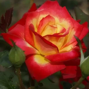 Perfect Moment Hybrid Tea Rose Live Plant - Yellow Red Bicolor Bush, 5-8
