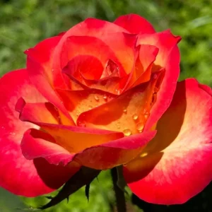 Perfect Moment Hybrid Tea Rose Live Plant - Yellow Red Bicolor Bush, 5-8