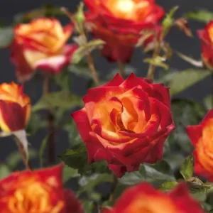 Perfect Moment Hybrid Tea Rose Live Plant - Yellow Red Bicolor Bush, 5-8