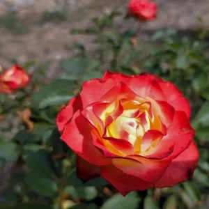 Perfect Moment Hybrid Tea Rose Live Plant - Yellow Red Bicolor Bush, 5-8