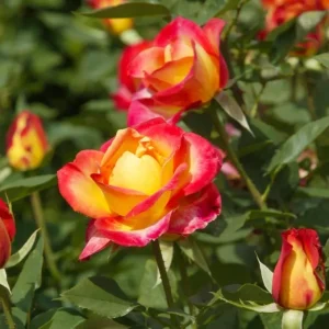 Perfect Moment Hybrid Tea Rose Live Plant - Yellow Red Bicolor Bush, 5-8