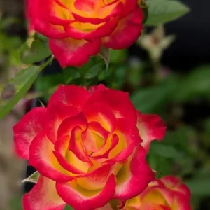 Perfect Moment Hybrid Tea Rose Live Plant - Yellow Red Bicolor Bush, 5-8