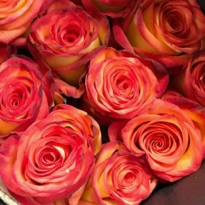 Perfect Moment Hybrid Tea Rose Live Plant - Yellow Red Bicolor Bush, 5-8