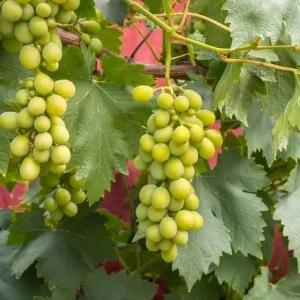 Perlette Bunch Grape Vine 2 Year Old Vine, Large White Grapes Vines, Sweet Grape Vines Plant- No Ship WA - Image 6
