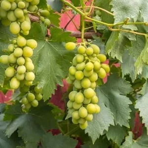 Perlette Bunch Grape Vine 2 Year Old Vine, Large White Grapes Vines, Sweet Grape Vines Plant- No Ship WA - Image 7
