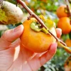 Persimmon Tree Live Plant - 1 Foot Tall Hardy Fruit Tree, Outdoor - Image 1