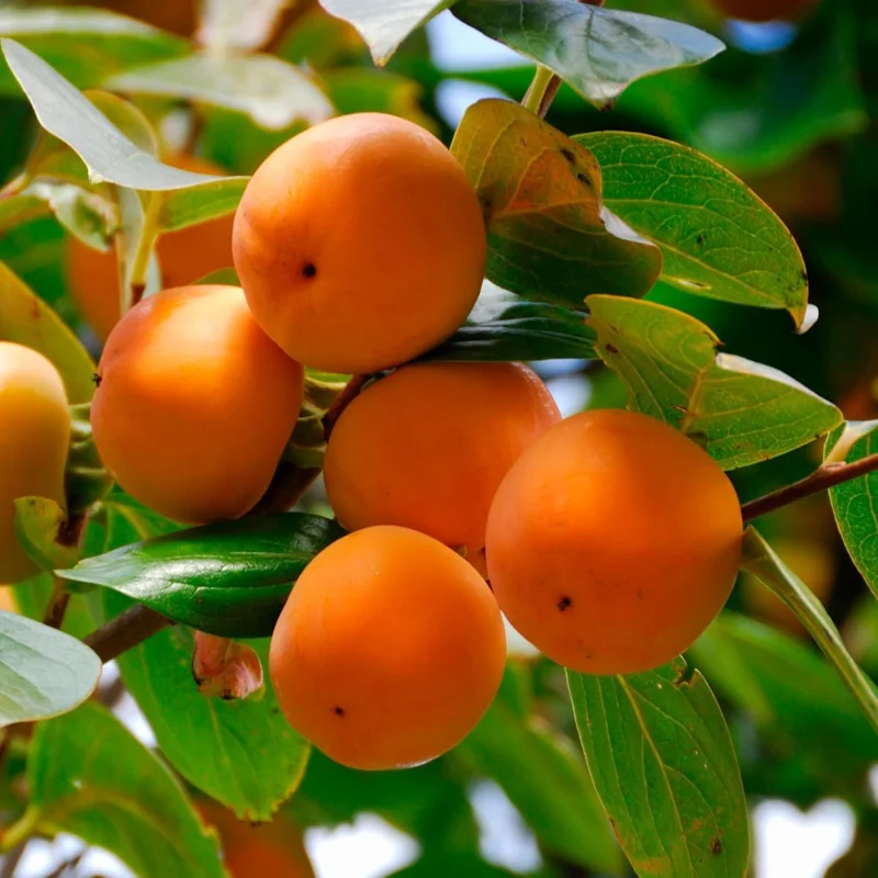 Persimmon Tree Live Plant - 6-12 Inch Tall, Quart Pot, Outdoor - Image 2