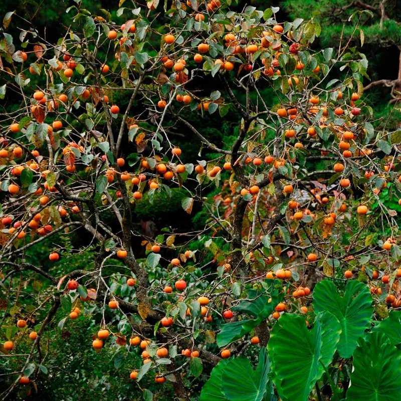 Persimmon Tree Live Plant - 6-12 Inch Tall, Quart Pot, Outdoor - Image 5