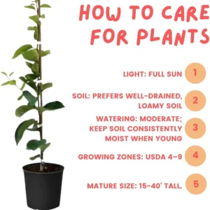 Persimmon Tree Live Plant - 6-12 Inch Tall, Quart Pot, Outdoor - Image 6