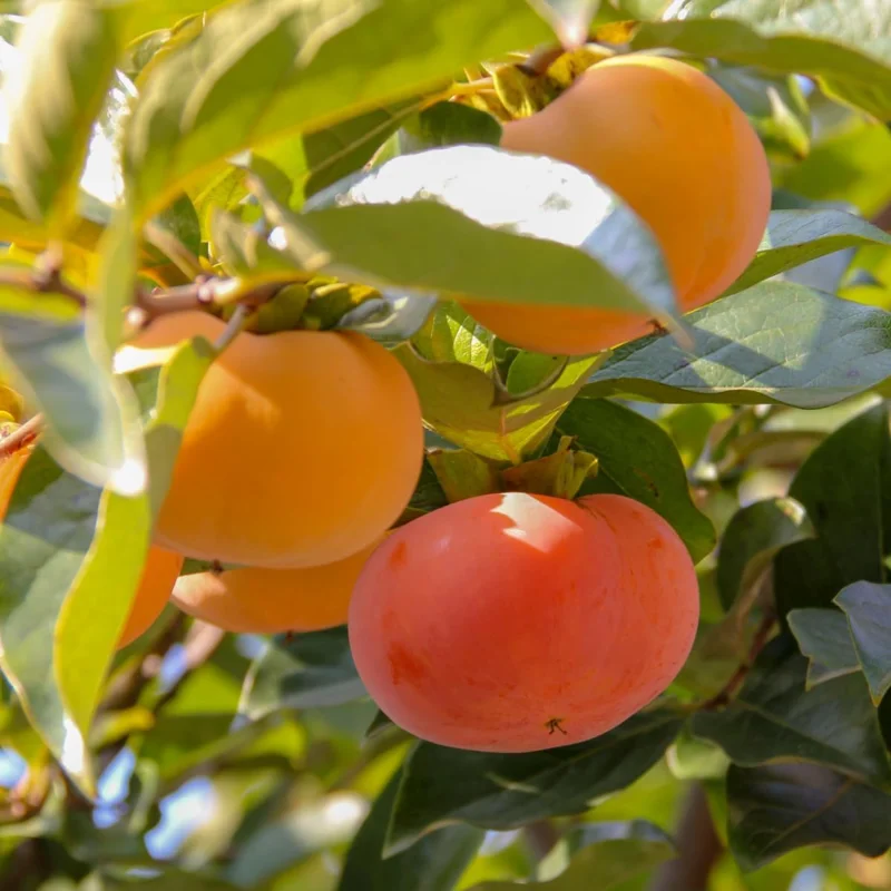 Persimmon Tree Live Plant - 6-12 Inch Tall, Quart Pot, Outdoor - Image 1