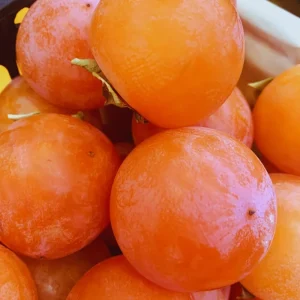 Persimmon Tree Live Plant - 6-12 Inches Tall, Quart Pot, Outdoor - Image 2