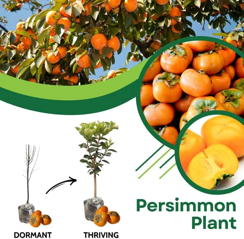 Persimmon Tree Live Plant - 6-12 Inches Tall, Quart Pot, Outdoor - Image 3