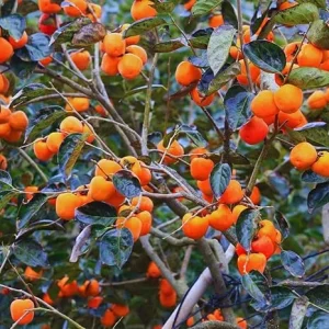 Persimmon Tree Live Plant – 6-12 Inches Tall – Quart Pot – Outdoor Fruit Tree - Image 6