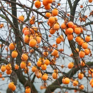 Persimmon Tree Live Plant - 6-12 Inches Tall, Quart Pot, Outdoor - Image 8