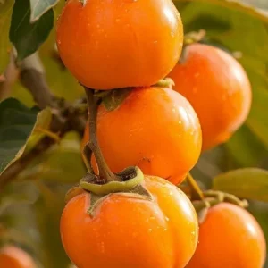Persimmon Tree Live Plant, Sweet Fruit Tree, 6-12 Inches, Outdoor - Image 2