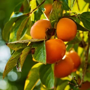 Persimmon Tree Live Plant, Sweet Fruit Tree, 6-12 Inches, Outdoor - Image 5