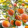 Persimmon Tree Live Plant, Sweet Fruit Tree, 6-12 Inches, Outdoor - Image 1