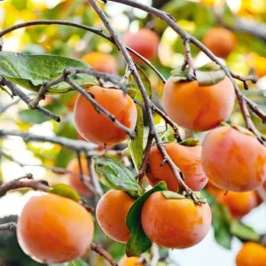 Persimmon Tree Live Plant, Sweet Fruit Tree, 6-12 Inches, Outdoor - Image 1