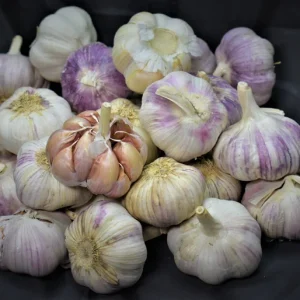 Peruvian Purple Garlic Bulbs & Cloves (Seed) - Non-GMO Hardneck Variety - Image 2