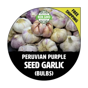 Peruvian Purple Garlic Bulbs & Cloves (Seed) - Non-GMO Hardneck Variety - Image 1