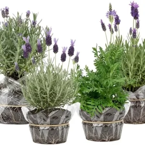 Phenomenal Lavender Live Plant – 4 Pack, 4-8