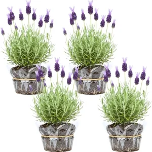 Phenomenal Lavender Live Plant – 4 Pack, 4-8