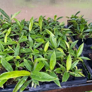 Philodendron Jungle Boogie Live Plant - Tiger Tooth - Potted Houseplant Indoor/Outdoor - Image 2