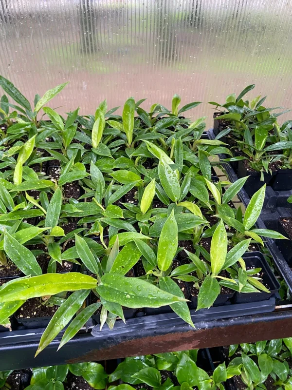 Philodendron Jungle Boogie Live Plant - Tiger Tooth - Potted Houseplant Indoor/Outdoor - Image 2