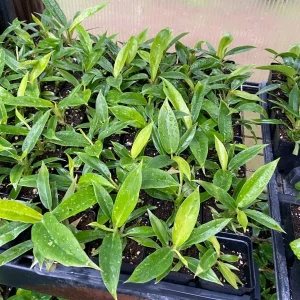 Philodendron Jungle Boogie Live Plant - Tiger Tooth - Potted Houseplant Indoor/Outdoor - Image 3