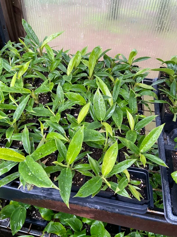 Philodendron Jungle Boogie Live Plant - Tiger Tooth - Potted Houseplant Indoor/Outdoor - Image 3