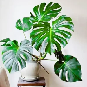 Philodendron Live Plants Collection - Pink Princess - 2 Pack, 5-9 Inch Indoor Houseplant - Image 10