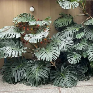 Philodendron Live Plants Collection - Pink Princess - 2 Pack, 5-9 Inch Indoor Houseplant - Image 11