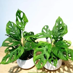 Philodendron Live Plants Collection - Pink Princess - 2 Pack, 5-9 Inch Indoor Houseplant - Image 2