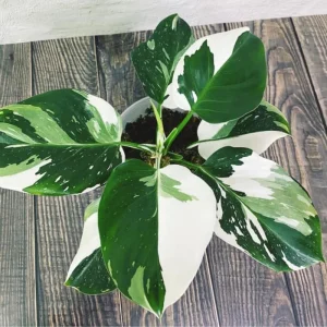 Philodendron Live Plants Collection - Pink Princess - 2 Pack, 5-9 Inch Indoor Houseplant - Image 3