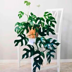 Philodendron Live Plants Collection - Pink Princess - 2 Pack, 5-9 Inch Indoor Houseplant - Image 4