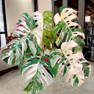 Philodendron Live Plants Collection - Pink Princess - 2 Pack, 5-9 Inch Indoor Houseplant - Image 6