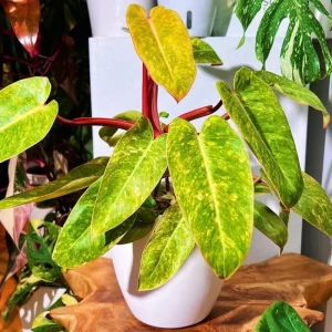 Philodendron Live Plants Collection - Pink Princess - 2 Pack, 5-9 Inch Indoor Houseplant - Image 1