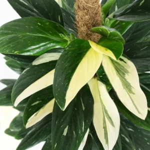 Philodendron Live Plants Collection - Pink Princess - 2 Pack, 5-9 Inch Indoor Houseplant - Image 7