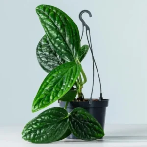 Philodendron Live Plants Collection - Pink Princess - 2 Pack, 5-9 Inch Indoor Houseplant - Image 8