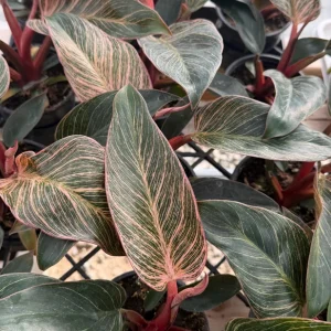 Philodendron Pink Bikini Live Plant - Variegated Pink Houseplant 4