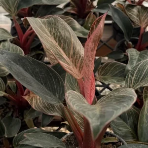 Philodendron Pink Bikini Live Plant - Variegated Pink Houseplant 4