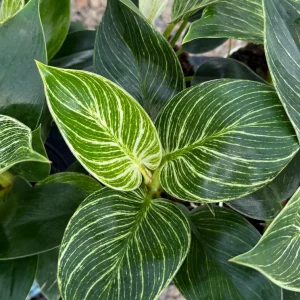 Philodendron Pink Bikini Live Plant - Variegated Pink Houseplant 4