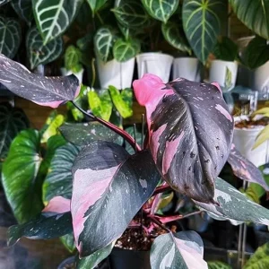 Philodendron Prince of Pink Live Plant - 4-9