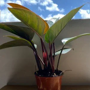 Philodendron Red Congo Rojo Live Plant – 4 inch Pot – Dark Red Tropical Foliage – Indoor Outdoor Easy Care - Image 2