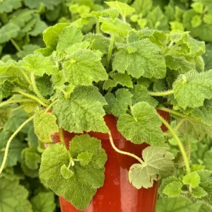 Piggyback Plant Live Plant - Tolmiea Menziesii 4 inch Pot - Indoor/Outdoor Foliage - Image 2