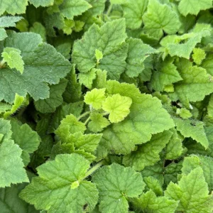 Piggyback Plant Live Plant - Tolmiea Menziesii 4 inch Pot - Indoor/Outdoor Foliage - Image 3