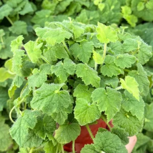 Piggyback Plant Live Plant - Tolmiea Menziesii 4 inch Pot - Indoor/Outdoor Foliage - Image 1